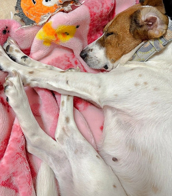 安心しきった様子で眠るパーティー信子ちゃん（画像提供：みのかささん）