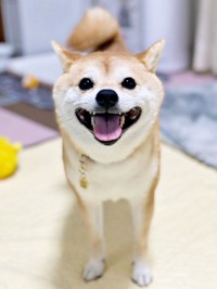 『おさんぽ』と聞いて満面の笑みを浮かべるモモちゃん（画像提供：豆柴モモさん）