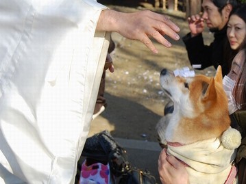 イヌ年は愛犬と一緒に初詣　お祓いも受けられる都内の神社