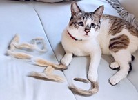 「抜け毛アート」のそばで寝そべるミントちゃん（画像提供：ぴえん猫ミントさん）