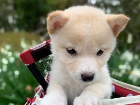 お城をもっとよく見たいから、キャリーバッグから出して！　豆柴「メイ」