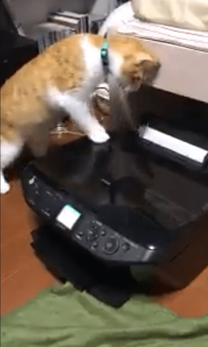 先代のプリンタにも興味津々だったレオくん