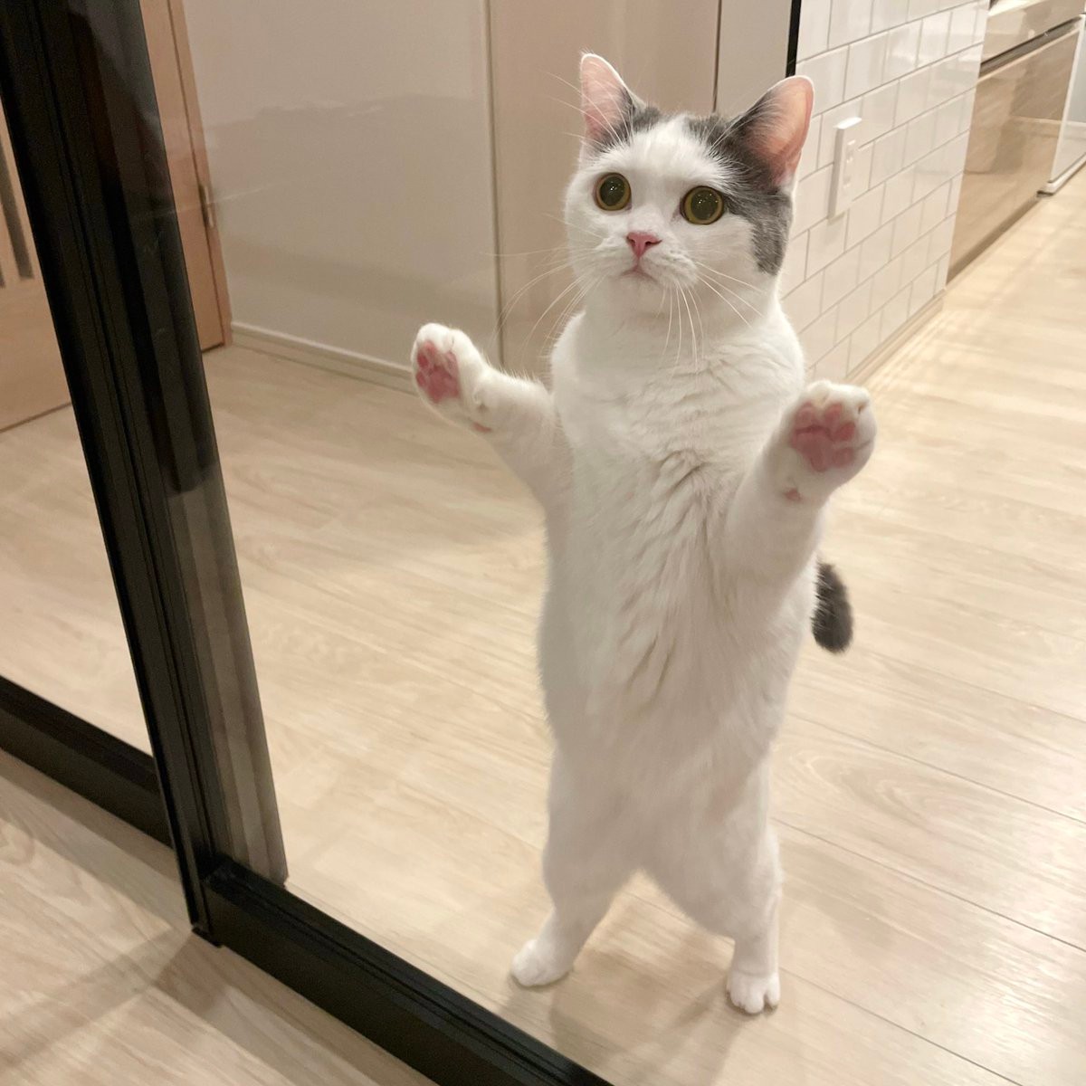 Amazon.co.jp: 魚釣り猫スクエア② ピンバッジ ねこ にゃんこ 肉