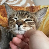 あごを掻いてもらうと気持ちいいにゃ〜＝親兵衛（しんべえ）さん（@shin_bei22）提供