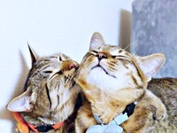 生後9カ月、れんれんくんを毛づくろいするめろんちゃん。（画像提供：キジあにゃさん）