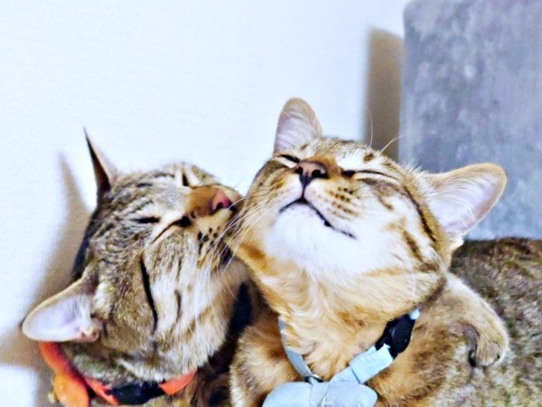 生後9カ月、れんれんくんを毛づくろいするめろんちゃん。（画像提供：キジあにゃさん）