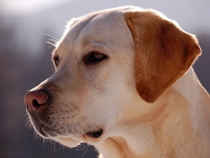 盲導犬連れの人　手助けしたら「ありがとうシール」