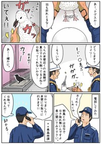 【漫画】『かもめを拾った話』2（タニシさん提供）