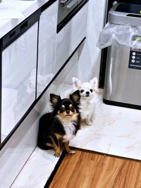 出動率ほぼ100%！ 「おこぼれ貰い隊」（左から）小梅ちゃん、小羽ちゃん（画像提供：梅羽毬さん）