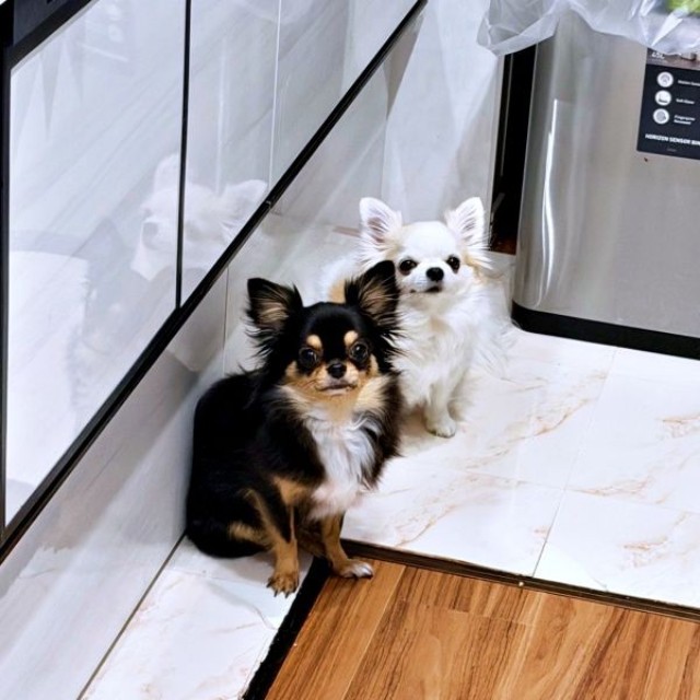 出動率ほぼ100%！ 「おこぼれ貰い隊」（左から）小梅ちゃん、小羽ちゃん（画像提供：梅羽毬さん）