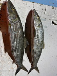 熱帯や亜熱帯に生息するはずのソトイワシ（提供写真）