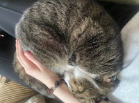 お迎えから1年、初めて飼い主さんの膝上で丸まって眠るルナちゃん（画像提供：yuさん）