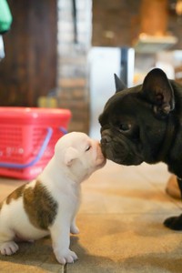 イングリッシュブルドッグの子犬とフレンチブルドッグ（右）（画像提供：大塚さん）