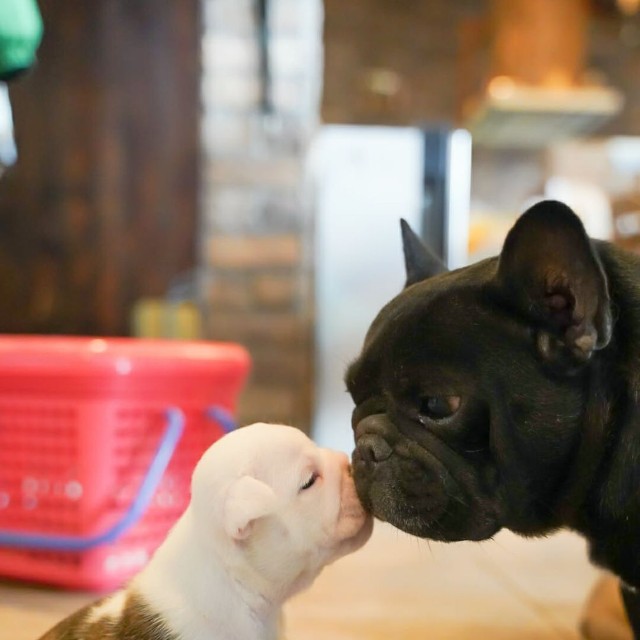 イングリッシュブルドッグの子犬とフレンチブルドッグ（右）（画像提供：大塚さん）