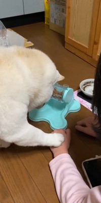 飼い主さんの手を押すまつちゃん／投稿主さん（@bankinmatu）提供