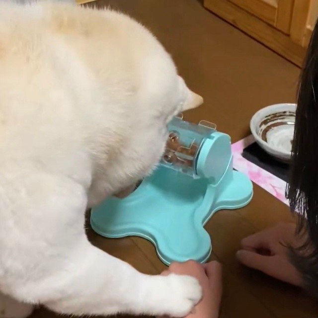 飼い主さんの手を押すまつちゃん／投稿主さん（@bankinmatu）提供