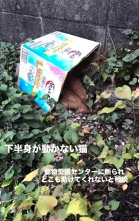 下半身を引きずりながら民家のお庭で耐えていた猫さん（「ねころび」さん提供、Instagramよりキャプチャ撮影）