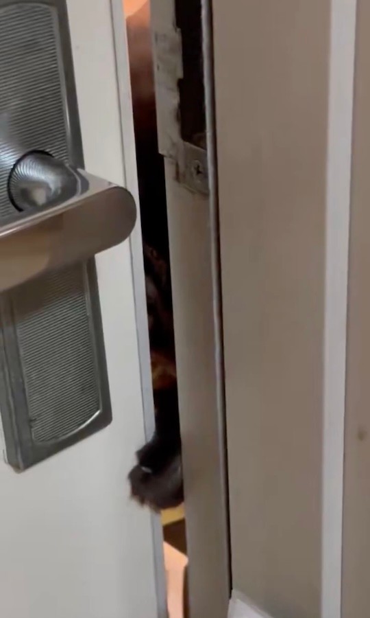 ドアの隙間に差し込まれた「お手て」（動画からキャプチャー／提供：パクもりさん）