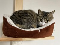 おやつのアンコールに応えてもらえずすねる＝ちいまの日常さん（@chimanonitijo）提供