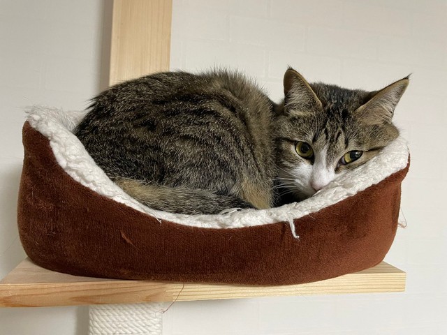 おやつのアンコールに応えてもらえずすねる＝ちいまの日常さん（@chimanonitijo）提供