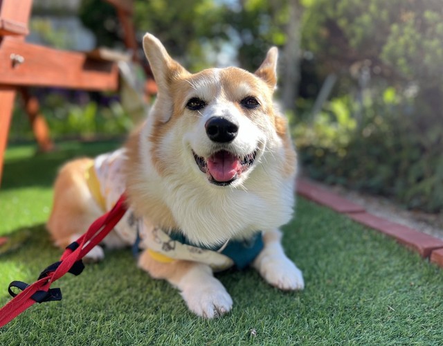 貧血状態になる前のぽてちくん（ぽてちくんの飼い主さん提供）