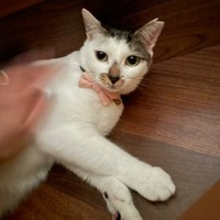 甘えスポットで撫でてもらう百ちゃん（画像提供：*ig*さん）