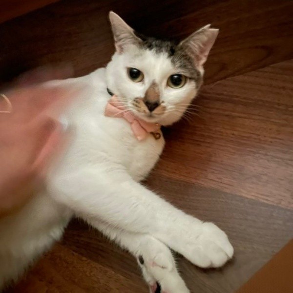 甘えスポットで撫でてもらう百ちゃん（画像提供：*ig*さん）