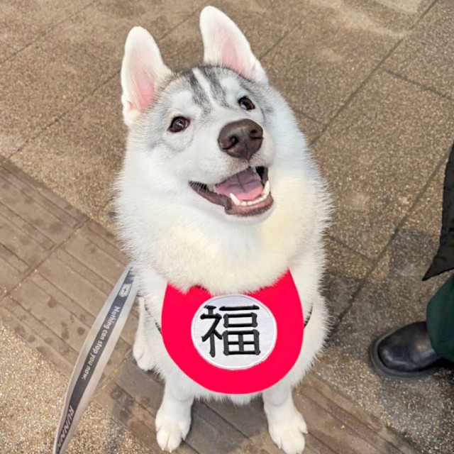 福丸くんの『福』の字が描かれたスタイがよく似合っています（画像提供：ふくまる＋ぶな＝さん）