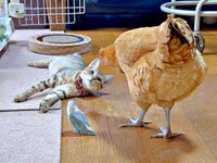 種族の異なる家族、のびのびと過ごしています（画像提供：きなこ@針村さん）