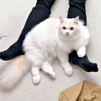 飼い主さんを肘掛けにしてくつろぐだいふくくん（画像提供：ゆきみとだいふくさん）