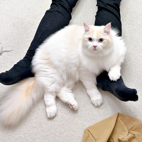 飼い主さんを肘掛けにしてくつろぐだいふくくん（画像提供：ゆきみとだいふくさん）