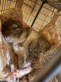 「ハンモックでこんなふうに眠ることも」（提供：ちゅちゅさん）