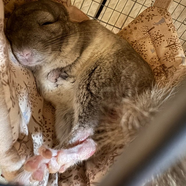 「ハンモックでこんなふうに眠ることも」（提供：ちゅちゅさん）