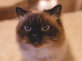 パパを玄関まで迎えに来ておなかを見せて甘える　ヒマラヤン「ネロリ」