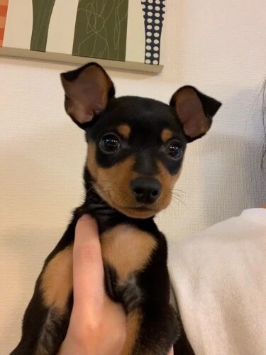 家にきたころの「ヴォルフ」