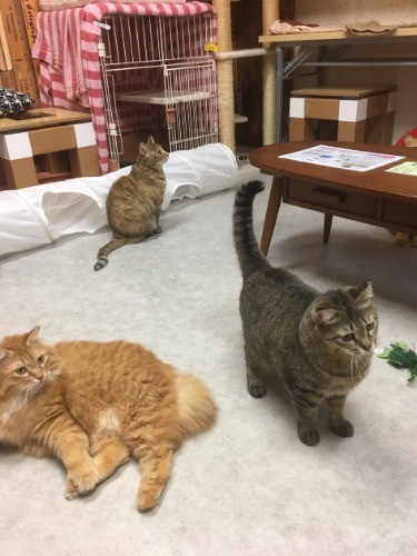 その後、多頭放棄された仲間とともにネコリパにやって来ました。（飼い主さん提供）