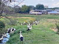 北条鉄道とコウノトリ（画像提供：なつまきさん）