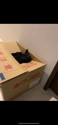 耳が立っていなければ、影と思ってしまうかも！？（YuzzZ (3m)さんのTwitterより）