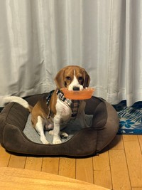 お次はプラスチックのお皿（提供：ふてぶてしい犬さん）