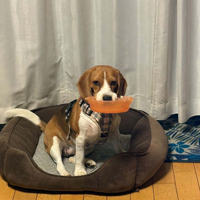 お次はプラスチックのお皿（提供：ふてぶてしい犬さん）