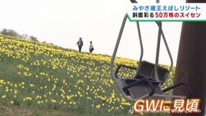 ゲレンデが黄色のじゅうたんに　みやぎ蔵王えぼしリゾートのスイセン