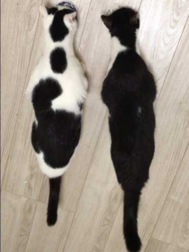 背中の模様も個性的なカブキ（左）