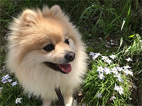 休日は山や川へ　ポメラニアンの波琉と家族でお出かけ