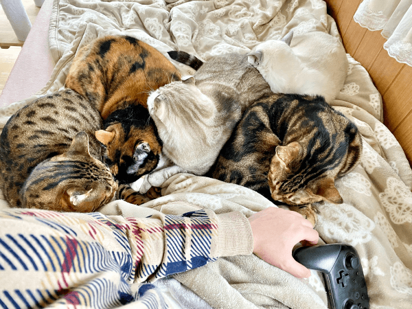 身を寄せ合って暖をとる猫たちがほほえましい（画像提供：べじたりあん。）