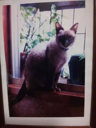 先々代のみみちゃん。元々お隣の飼っていた猫だったが居心地が良かったのかいつくようになり、やがて吉田家の猫になった。みみも長く生きた（利恵さん提供）