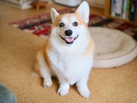 お父さんから「かわいいことしかせーへんな！」と言われ、自信たっぷりになったガブちゃん（画像提供：ガブちゃんさん）