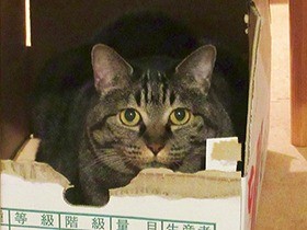 あの人も猫アレルギーだった！　猫との暮らしは「自殺行為」？