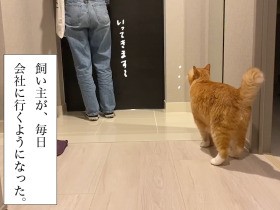 「行かないで～」　原則出社によって変わった愛猫ぐっぴーの行動と心情
