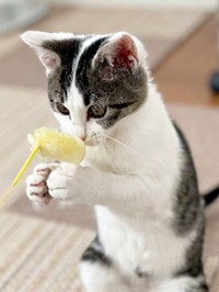 おもちゃキャッチ！ 上手に遊ぶしおちゃん（画像提供：猫のしお むすび 飼い主はろでさん）