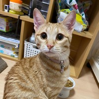 鼻の頭に鰹節をつけてすまし顔